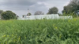Rajasthan Weather: राजस्थान में बारिश और ओलावृष्टि, मावठ से बढ़ा ठंड का कहर; 3 दिन में 5 डिग्री गिरेगा तापमान!