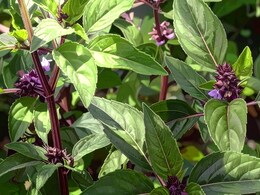 सर्दियों में परेशान कर रही खांसी से लेकर बुखार तक को दूर करने में फायदेमंद है यह पौधा