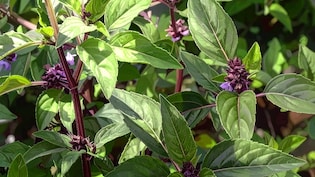 सर्दियों में परेशान कर रही खांसी से लेकर बुखार तक को दूर करने में फायदेमंद है यह पौधा