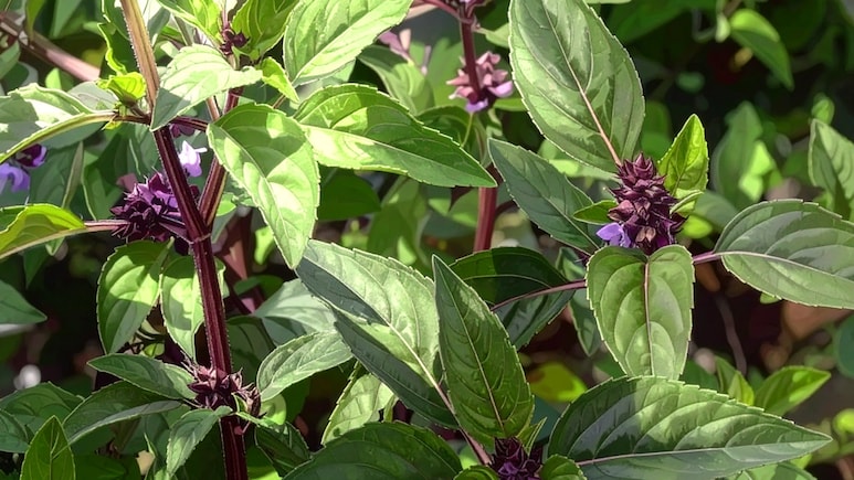 सर्दियों में परेशान कर रही खांसी से लेकर बुखार तक को दूर करने में फायदेमंद है यह पौधा