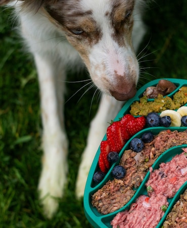 8 Health Benefits Of Broccoli For Dogs