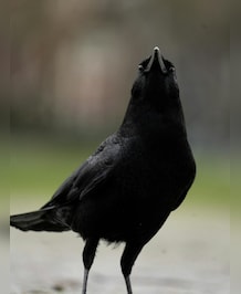 Crow vs Raven: What's The Difference