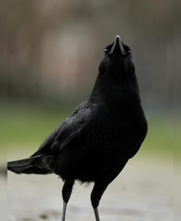 Crow vs Raven: What's The Difference