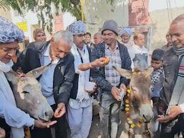 Rajasthan: किसानों का अनोखा विरोध प्रदर्शन, गधों को खिलाए गुलाब जामुन तो यूरिया बैग की फोटो पर पहनाई माला; वीडियो वायरल