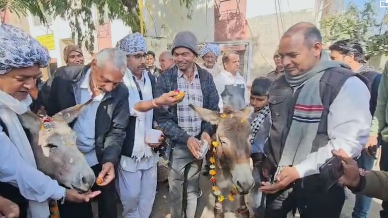 Rajasthan: किसानों का अनोखा विरोध प्रदर्शन, गधों को खिलाए गुलाब जामुन तो यूरिया बैग की फोटो पर पहनाई माला; वीडियो वायरल