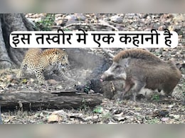 'दस मिनट का संघर्ष' रणथंभौर की सांझ&nbsp;में जंगल की असली जंग कहानी