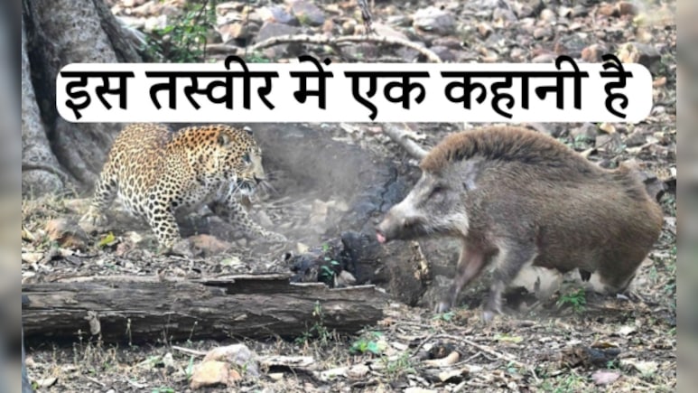 'दस मिनट का संघर्ष' रणथंभौर की सांझ&nbsp;में जंगल की असली जंग कहानी