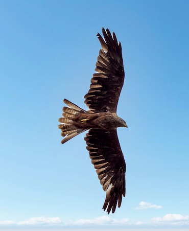 These Birds Use Fire To Catch Prey