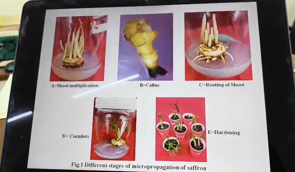 अब बिहार में भी उगेगा &lsquo;लाल सोना&rsquo;, BAU की रिसर्च से केसर की खेती का रास्ता खुला