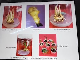 अब बिहार में भी उगेगा &lsquo;लाल सोना&rsquo;, BAU की रिसर्च से केसर की खेती का रास्ता खुला