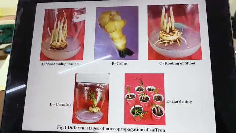 अब बिहार में भी उगेगा &lsquo;लाल सोना&rsquo;, BAU की रिसर्च से केसर की खेती का रास्ता खुला