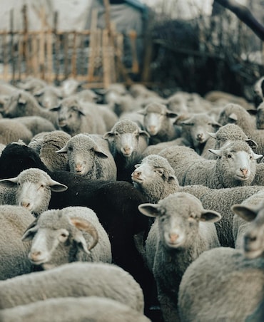 Can Sheep And Goats Cross Breed