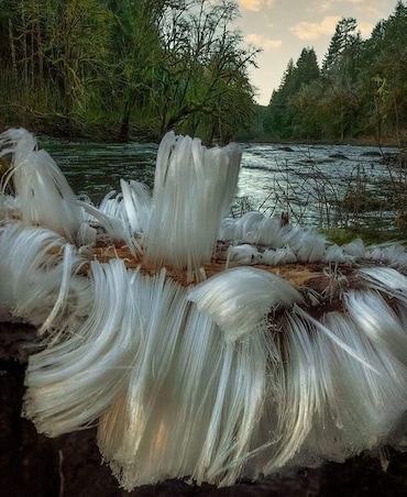 What Is Hair Ice And How It Is Formed