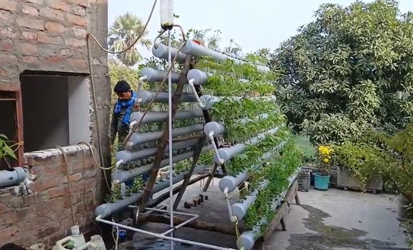 छत पर मामूली जगह में अरुण कई प्रकार की सब्जियां उगा रहे हैं.