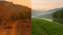 Ranthambore vs Jim Corbett: Which Wildlife Sanctuary Should You Visit First
