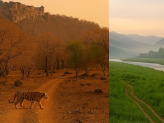 Ranthambore vs Jim Corbett: Which Wildlife Sanctuary Should You Visit For Your Safari Trip
