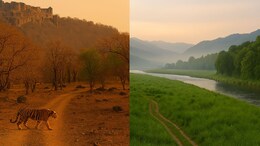 Ranthambore vs Jim Corbett: Which Wildlife Sanctuary Should You Visit For Your Safari Trip