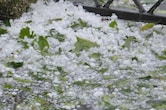 Hailstorm:मध्य प्रदेश के इन जिलों में तेज वर्षा के साथ ओलावृष्टि, किसानों की चिंता बढ़ी, रबी फसल को भारी नुकसान