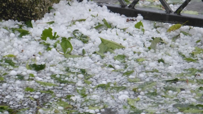 Hailstorm: खेतों से सड़कों तक... बिछ गई बर्फ की चादर, मध्य प्रदेश में ओलावृष्टि के साथ तूफानी बारिश ! कई इलाकों में बिजली गुल