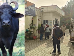 भैंस किसकी? दो मालिक कर रहे थे अपना दावा, फिर पुलिस ने ऐसे किया फैसला