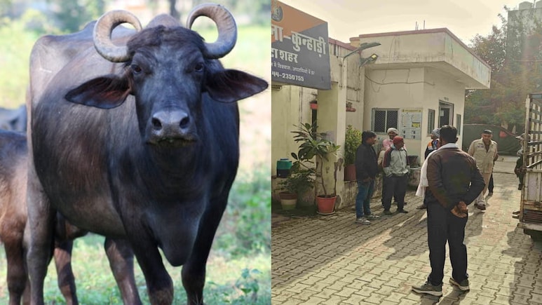 भैंस किसकी? दो मालिक कर रहे थे अपना दावा, फिर पुलिस ने ऐसे किया फैसला