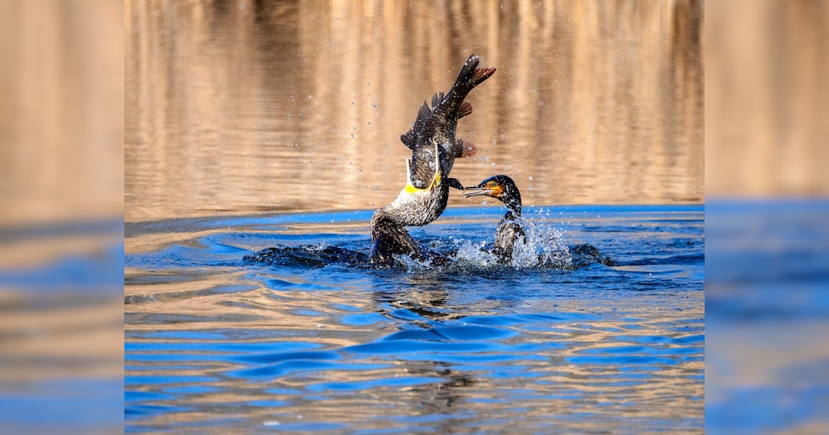 How Birds Team Up To Fight Predators