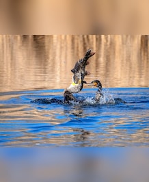 How Birds Team Up To Fight Predators