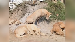 After Census And Poll Duties, Teachers In Bihar Now Told To Count Dogs