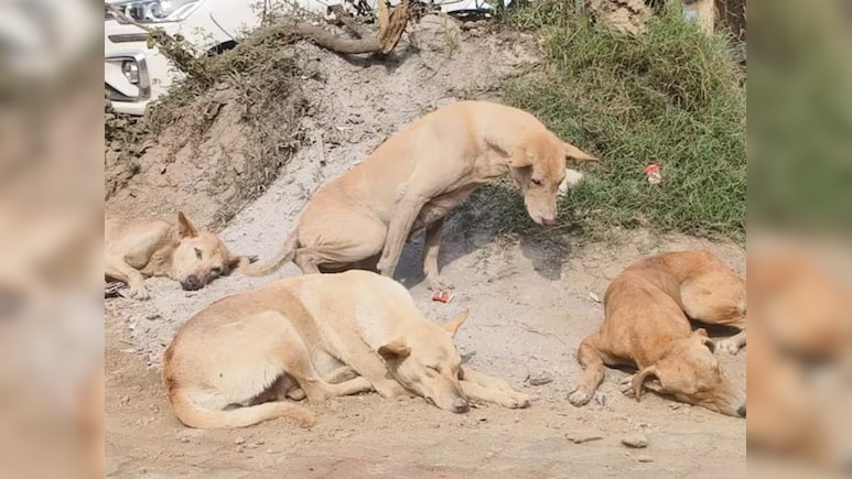 After Census And Poll Duties, Teachers In Bihar Now Told To Count Dogs