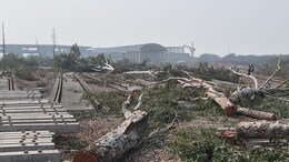Tree-Felling For Delhi Rail Project Cleared While Dwarka Forest Case Pending