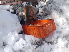 जहां इंसान थर-थर कांप रहा था, वहां इंजीनियरों ने बचाई सैकड़ों बंदरों की जान, तस्वीरें दिल को छू लेंगी