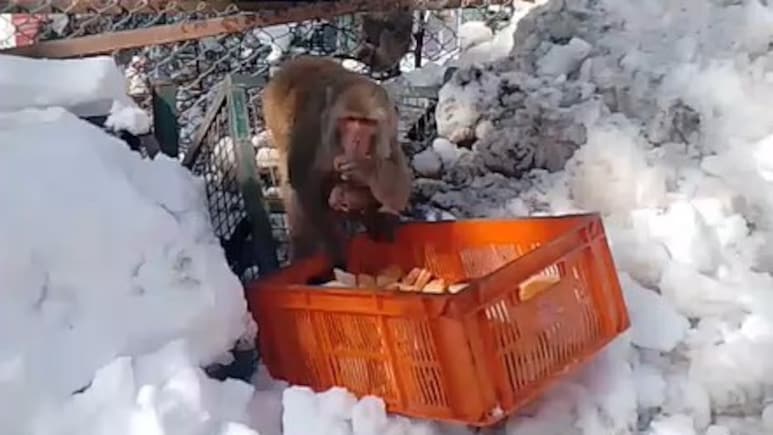 जहां इंसान थर-थर कांप रहा था, वहां इंजीनियरों ने बचाई सैकड़ों बंदरों की जान, तस्वीरें दिल को छू लेंगी