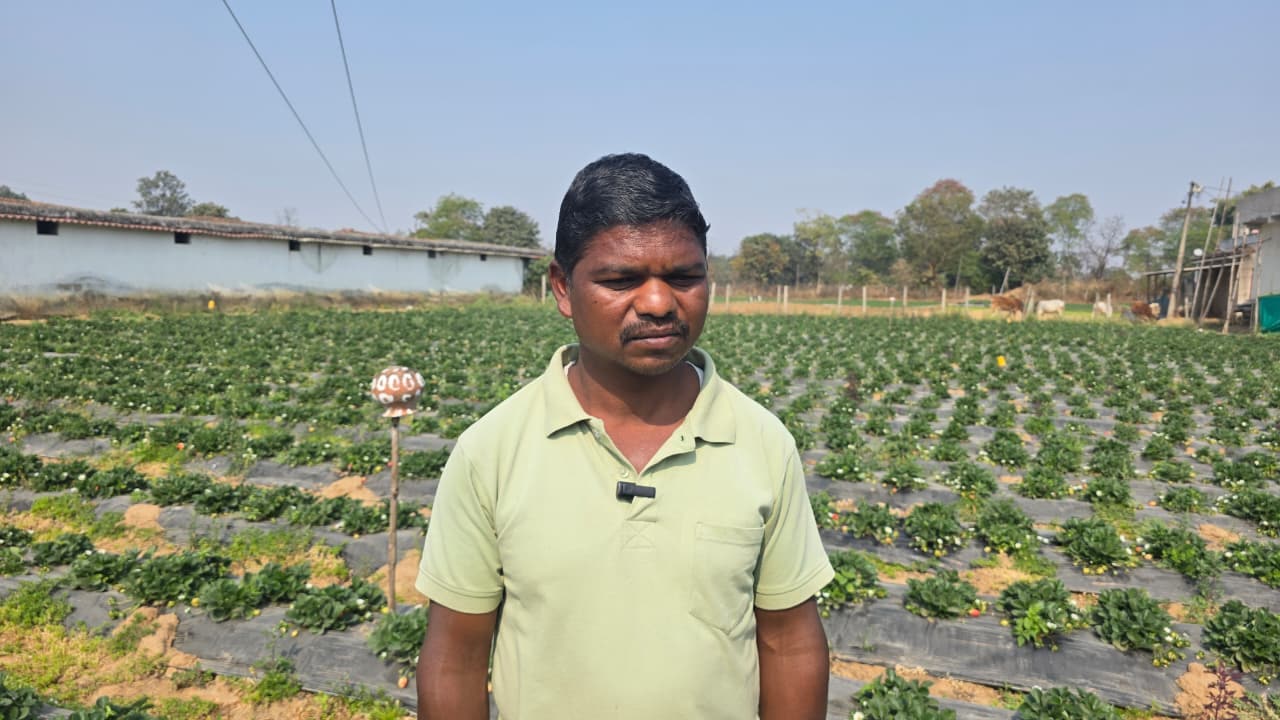 Strawberry Cultivation: स्ट्रॉबेरी के खेत में किसान