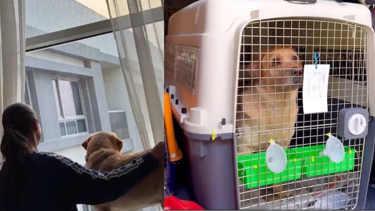 पालतू कुत्ते के लिए बुक की फ्लाइट, सिर्फ इस वजह से खर्च कर डाले 15 लाख रुपये