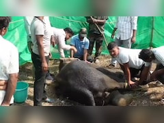 ये किसकी लापरवाही? ओडिशा में हाथी ने खा लिया जिंदा देसी बम, हालात बिगड़ी तो जागा प्रशासन