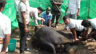 ये किसकी लापरवाही? ओडिशा में हाथी ने खा लिया जिंदा देसी बम, हालात बिगड़ी तो जागा प्रशासन