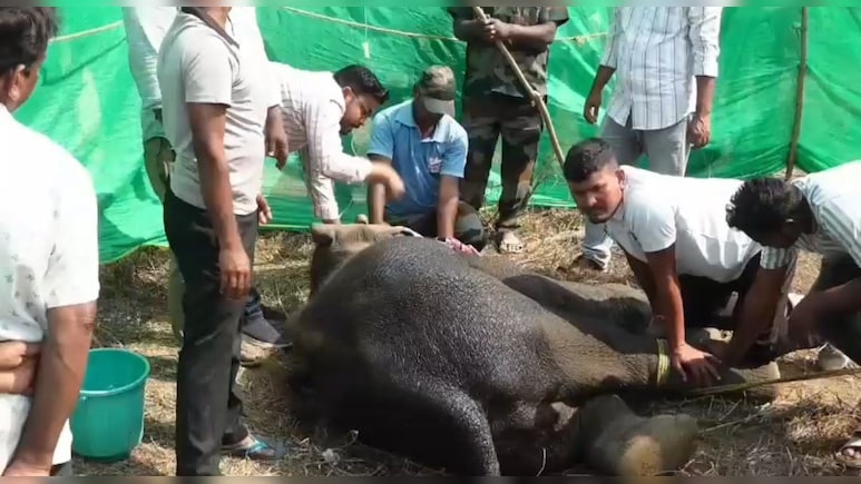 ये किसकी लापरवाही? ओडिशा में हाथी ने खा लिया जिंदा देसी बम, हालात बिगड़ी तो जागा प्रशासन