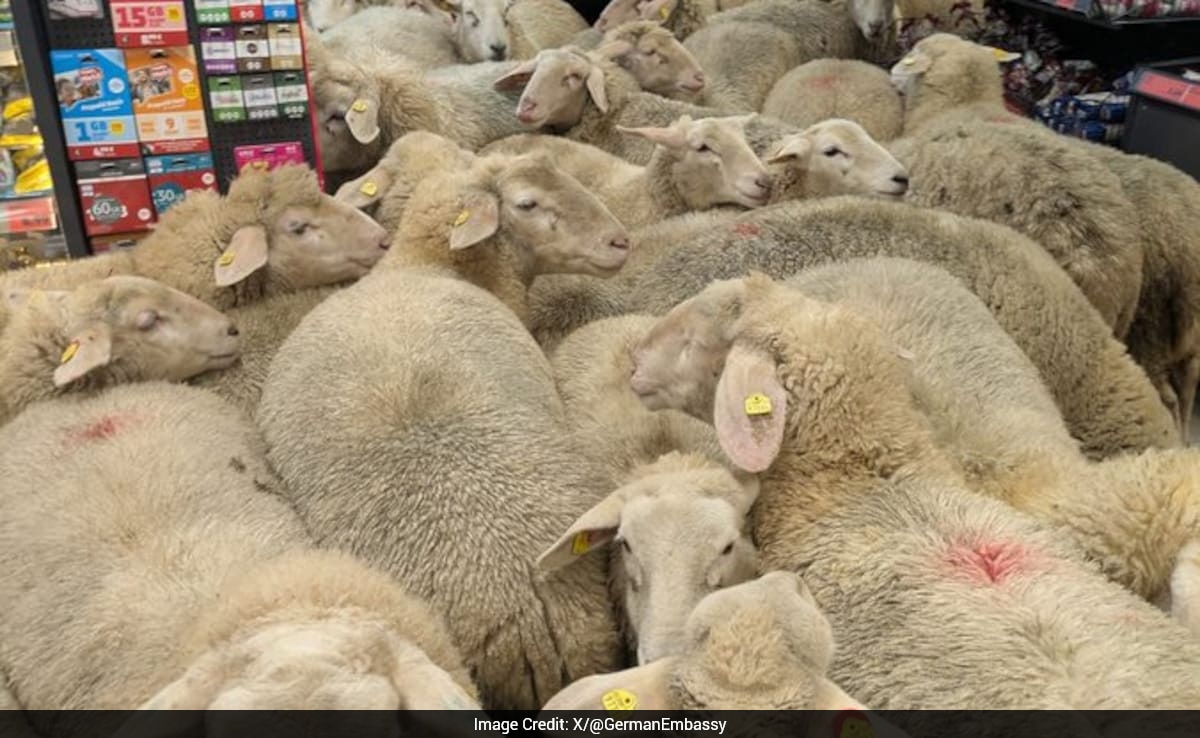 'Bunch Of Wooligans': 50 Sheep Charge Into German Supermarket, Hilarious Video Viral