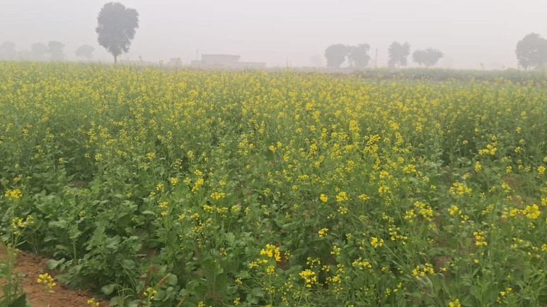 राजस्थान में अमृत बनकर बरसी मावठ, गेहूं और सरसों की फसलों को मिला जीवनदान, किसानों के खिले चेहरे