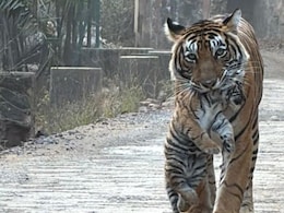 Rajasthan: शावक को मुंह में दबाएं बाघिन सुल्ताना की सैर,&nbsp;बेखौफ अंदाज ने उड़ाए पर्यटकों के होश , देखें वीडियो