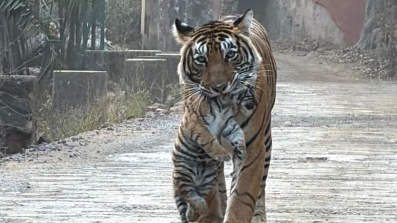 Rajasthan: शावक को मुंह में दबाएं बाघिन सुल्ताना की सैर,&nbsp;बेखौफ अंदाज ने उड़ाए पर्यटकों के होश , देखें वीडियो