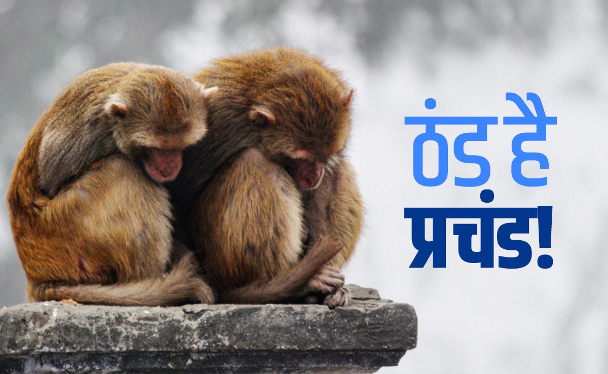 उत्तर भारत में बर्फीली ठंड, अभी और बढ़ेगी ठिठुरन! दिल्ली से कश्मीर तक 'कोल्ड टॉर्चर' पर मौसम विभाग का अलर्ट