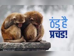 उत्तर भारत में बर्फीली ठंड, अभी और बढ़ेगी ठिठुरन! इन राज्यों में 'कोल्ड टॉर्चर' को लेकर मौसम विभाग का अलर्ट