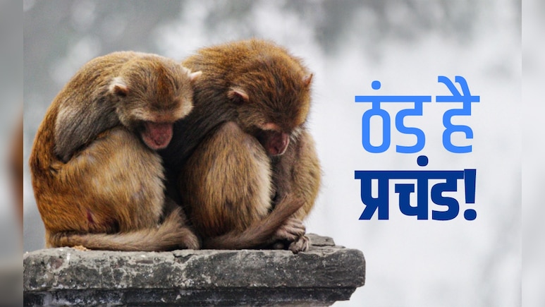 उत्तर भारत में 'कोल्ड टॉर्चर'! शिमला से अधिक ठंडी है दिल्ली, जान लीजिए आज कितना गिरा पारा