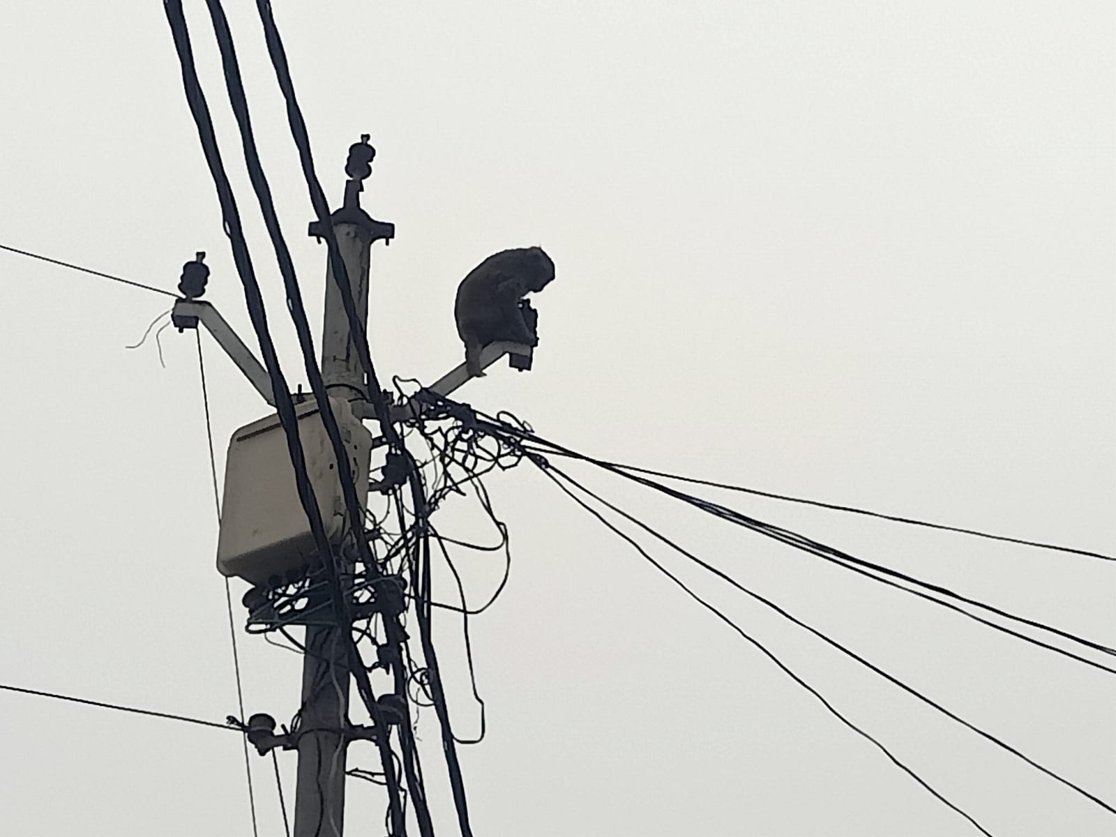 यूपी : कुत्ते ने बच्चे को मारा, बंदरिया को लगा सदमा, खाना-पीना छोड़ पोल पर गुमशुम बैठी