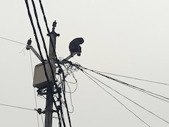 यूपी : कुत्ते ने बच्चे को मारा, बंदरिया को लगा सदमा, खाना-पीना छोड़ पोल पर गुमशुम बैठी