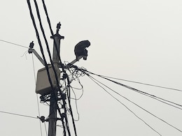 यूपी : कुत्ते ने बंदर के बच्चे को मारा, मां को लगा सदमा, खाना-पीना छोड़ पोल पर गुमसुम बैठी