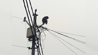 यूपी : कुत्ते ने बच्चे को मारा, बंदरिया को लगा सदमा, खाना-पीना छोड़ पोल पर गुमसुम बैठी