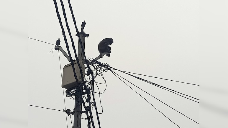 यूपी : कुत्ते ने बंदर के बच्चे को मारा, मां को लगा सदमा, खाना-पीना छोड़ पोल पर गुमसुम बैठी