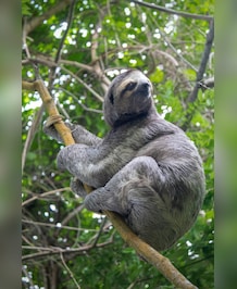 What's The Slowest Mammal In The World